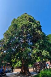 Oui arbre