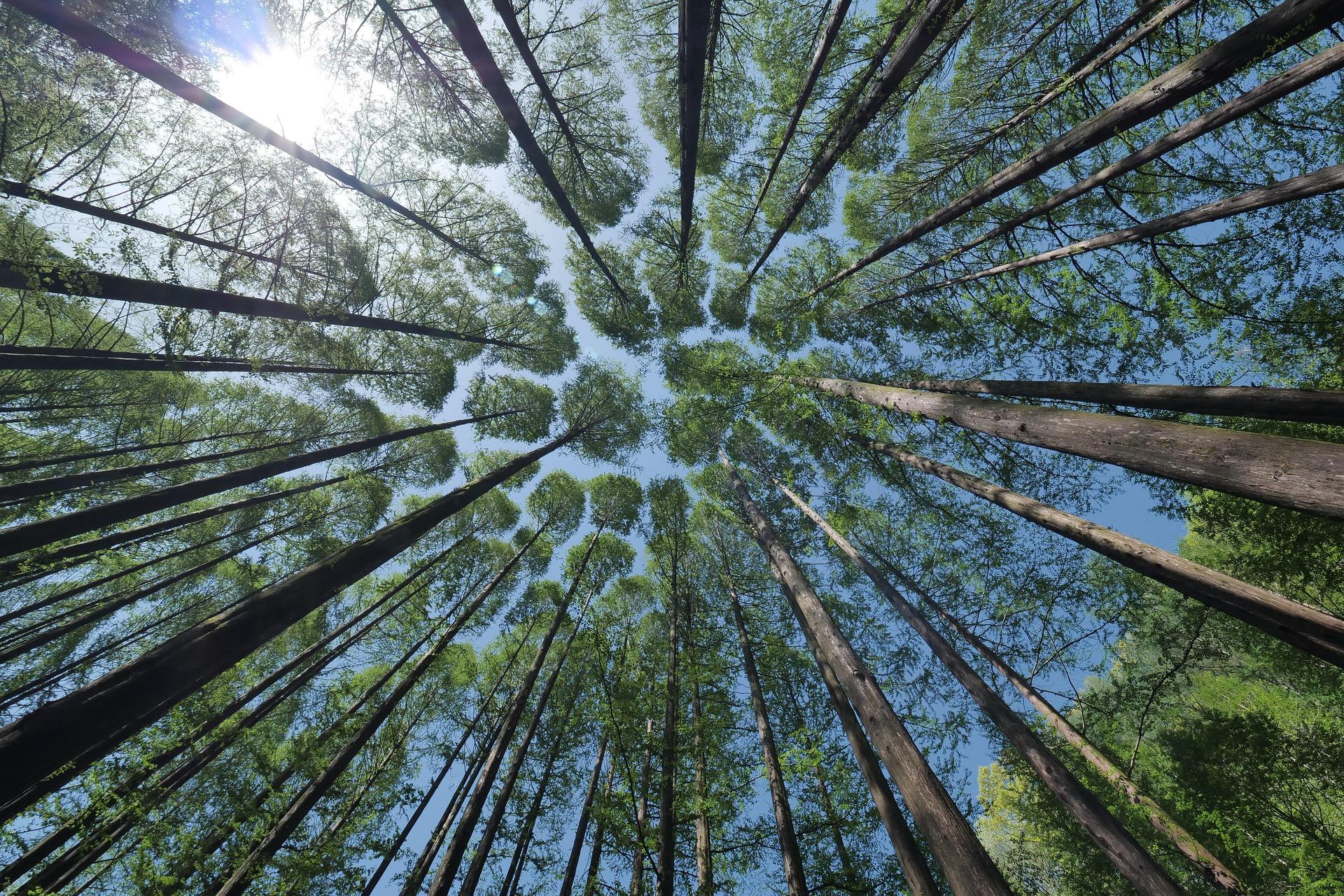 Trees 4450514 1920